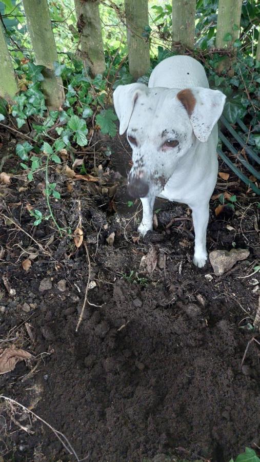 Wellington Farm Devon Near Sidmouth & Aonb- Dog Friendly